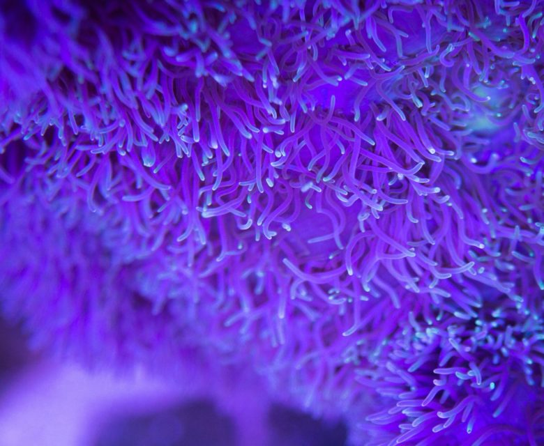 Deep UV Modulators